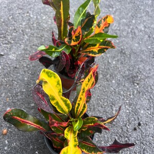 May include: Two potted plants with vibrant yellow, red, and green leaves. The plants have a tropical appearance and are in small black pots.