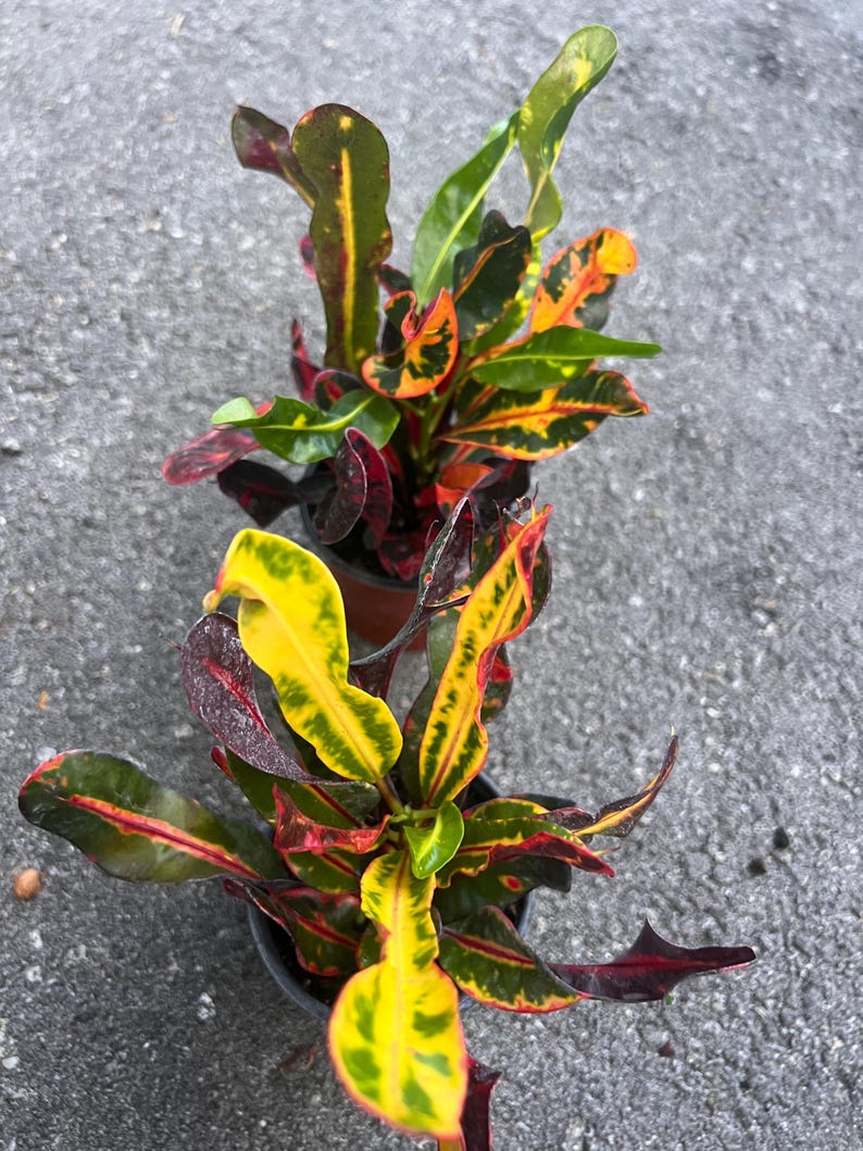 May include: Two potted plants with vibrant yellow, red, and green leaves. The plants have a tropical appearance and are in small black pots.