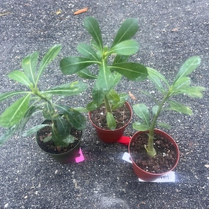 May include: Three small potted plants with green leaves and brown soil. The plants are in red and dark green plastic pots. The plants are on a gray asphalt surface. Each pot has a small white or pink tag.