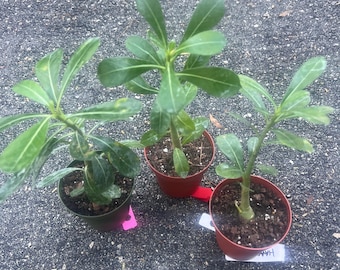 Desert Rose, White, Red and Pink in 4" Pot, Adenium