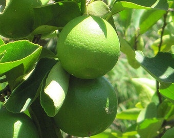 Persian Lime Tree in half Gallon Pot, Cirus x Latifolia, Bearss Lime, Tahiti Lime