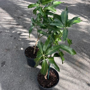 Alphonso mango Tree, Manguifera, grafted in 3 gallons pot image 4