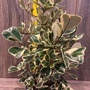 Ficus Triangularis Varigated in 6 pot image 3