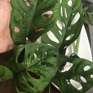 Monstera adansonii, One or Two Well Rooted starter plants image 3