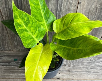 Philodendron Calkins Gold in 6" Pot