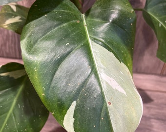 Philodendron White Princess in 4" Pot