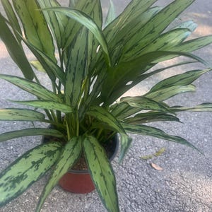 May include: A potted Aglaonema plant with long, green leaves featuring darker green and silver markings. The plant is in a red-brown plastic pot, set against a gray concrete surface. The leaves have a lance-like shape.