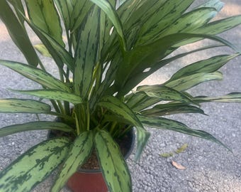 dracaena surculosa milky way Dracaena surculosa 'Milky Way' main image 0
