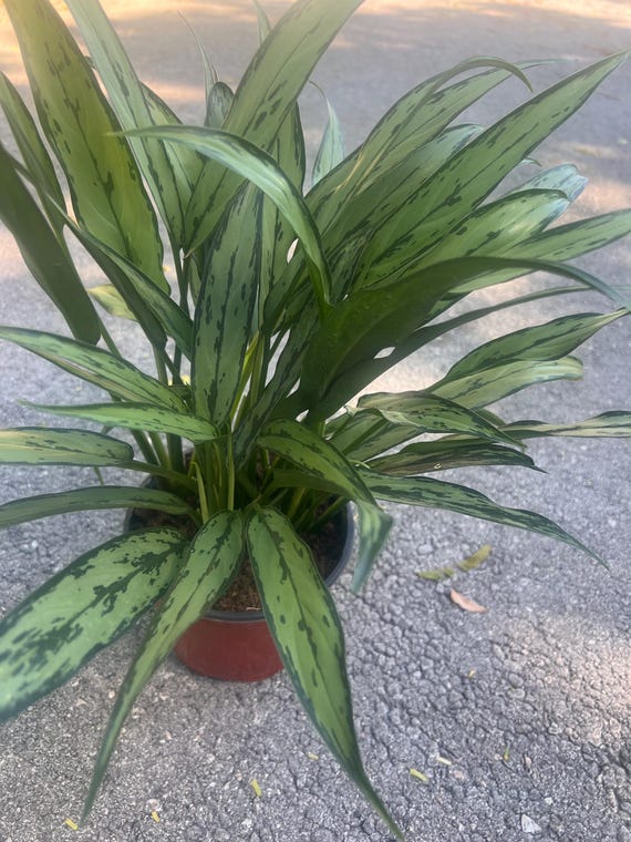 Aglaonema Cutlass in 6" Pot, Rare Chinese Evergreen, Easy Indoor Plant