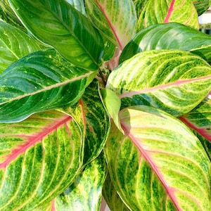 Aglaonema Golden Bay - Etsy