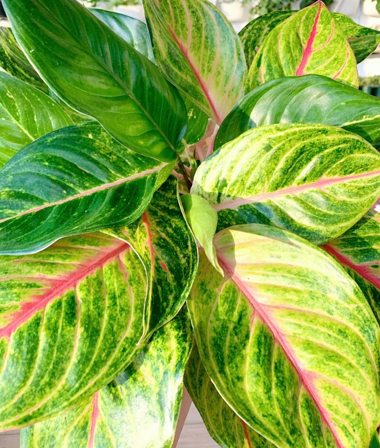 Aglaonema 'golden Fluorite' in 6" - Etsy