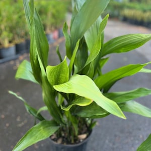 May include: A potted green plant with long, narrow leaves. The plant is in a black plastic pot.
