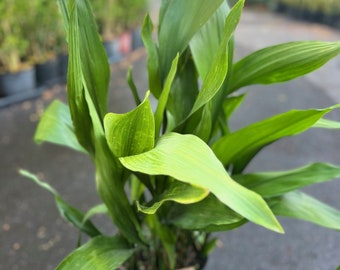 Large CAST IRON PLANT - Aspidistra elatior - 10" pot