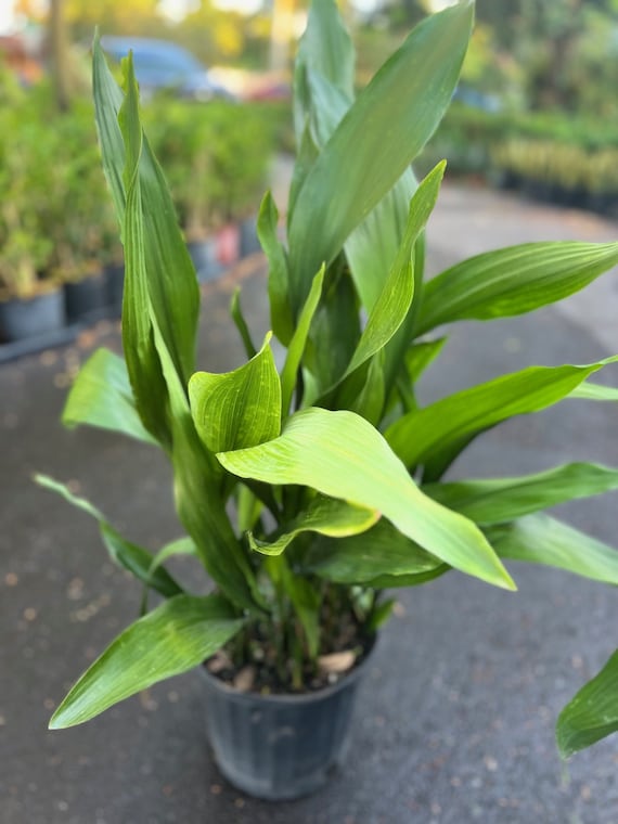 Large CAST IRON PLANT - Aspidistra Elatior - 10" Pot - Etsy