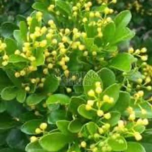 Chinese Perfume Tree, Chinese Rice Flower, in 4&quot;, 6&quot; and 10&quot; Pot Aglaia odorata