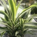 see more listings in the Dracaena section