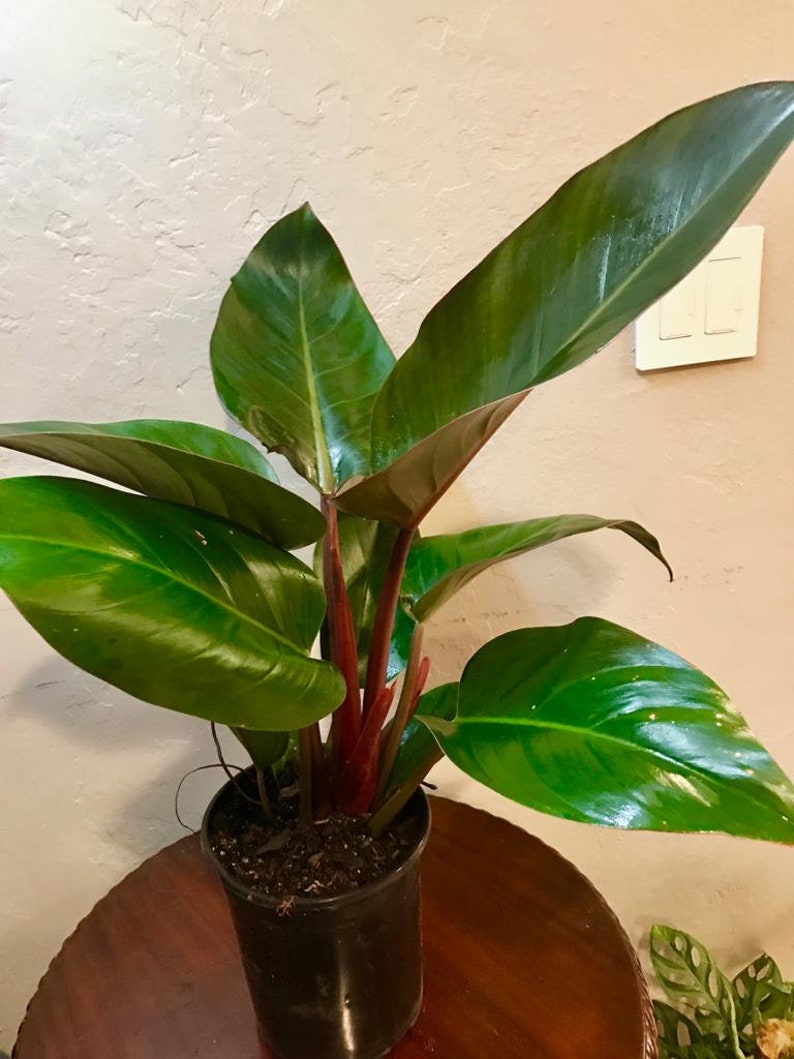 TropicalplantsFL Philodendron Rojo Congo - Thumbnail 3