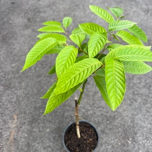 Ylang Ylang tree in half Gallon Pot, Cananga Odorata image 3