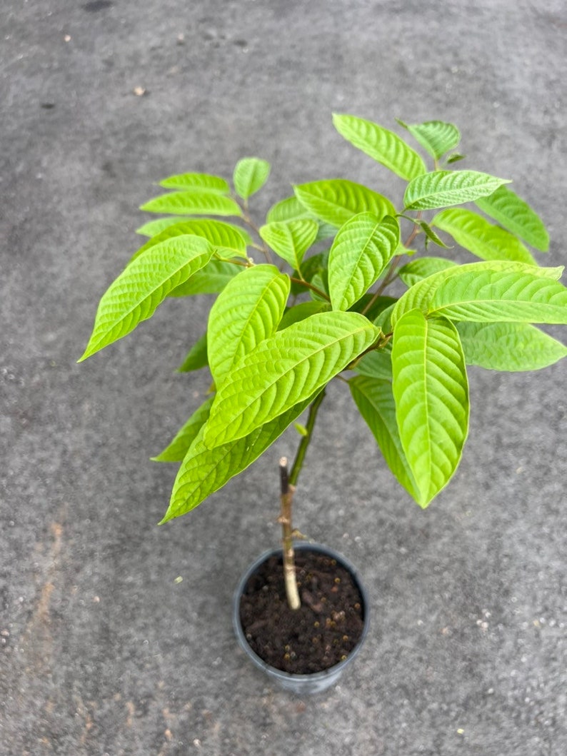 Ylang Ylang tree in half Gallon Pot, Cananga Odorata image 3