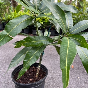 Mallika Mango Tree. grafted in 3 gallons pot image 3