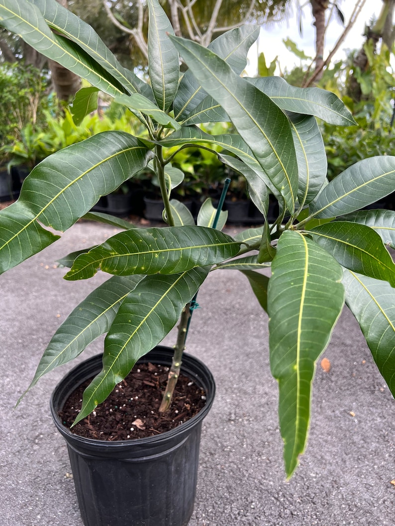 Mallika Mango Tree. grafted in 3 gallons pot image 3