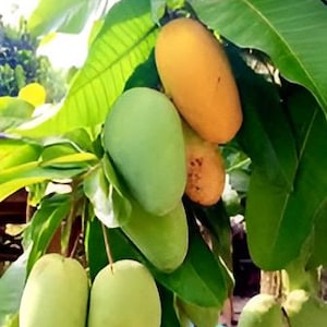 Grafted Manila Mango in 1/2 gallon Pot