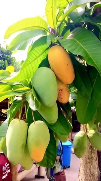 Grafted Manila Mango in 1/2 gallon Pot