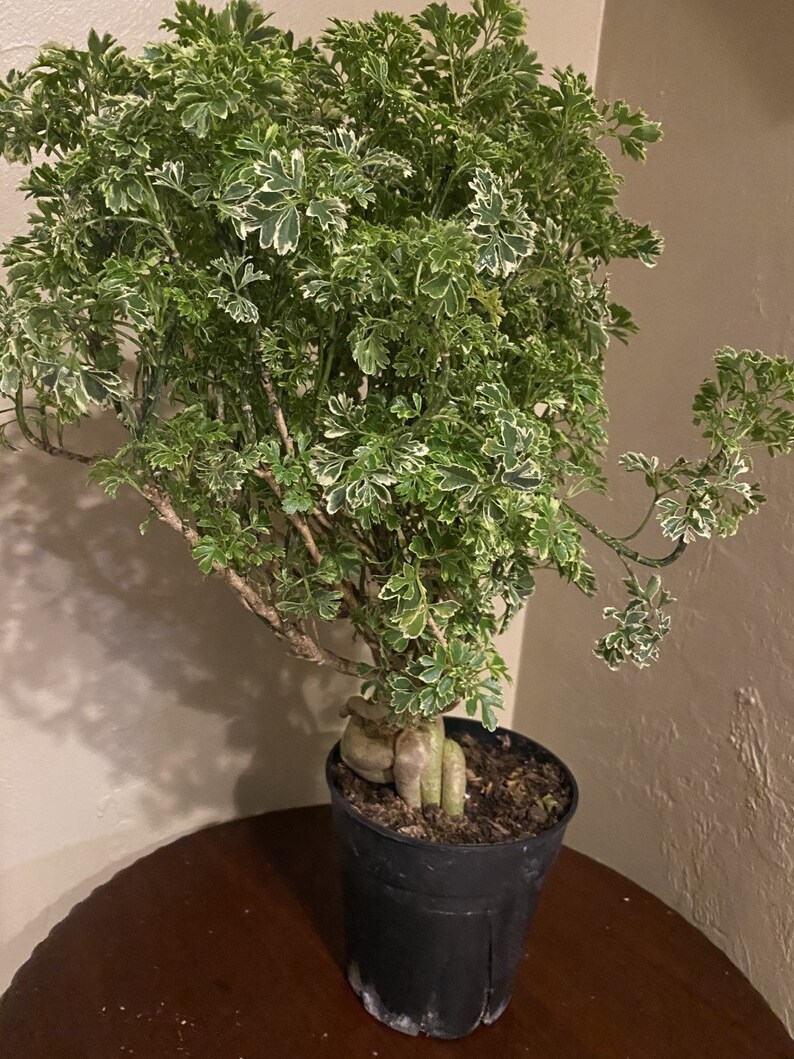 Variegated Ming Aralia Parsley Snowflake Live Plant in Etsy