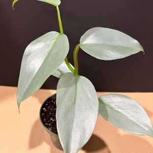 Philodendron SIlver Swords, Philodendron Hastatum in 4" pot