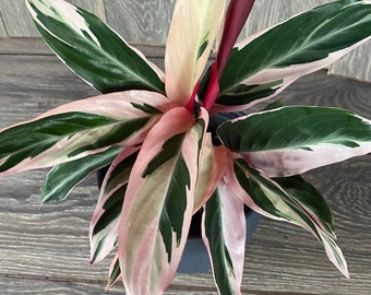 Stromanthe "TrioStar" Variegated in 6"pot