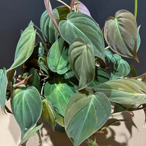 Philodendron Micans in 6" Pot