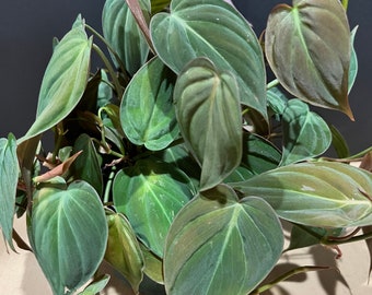 Philodendron Micans in 6" Pot