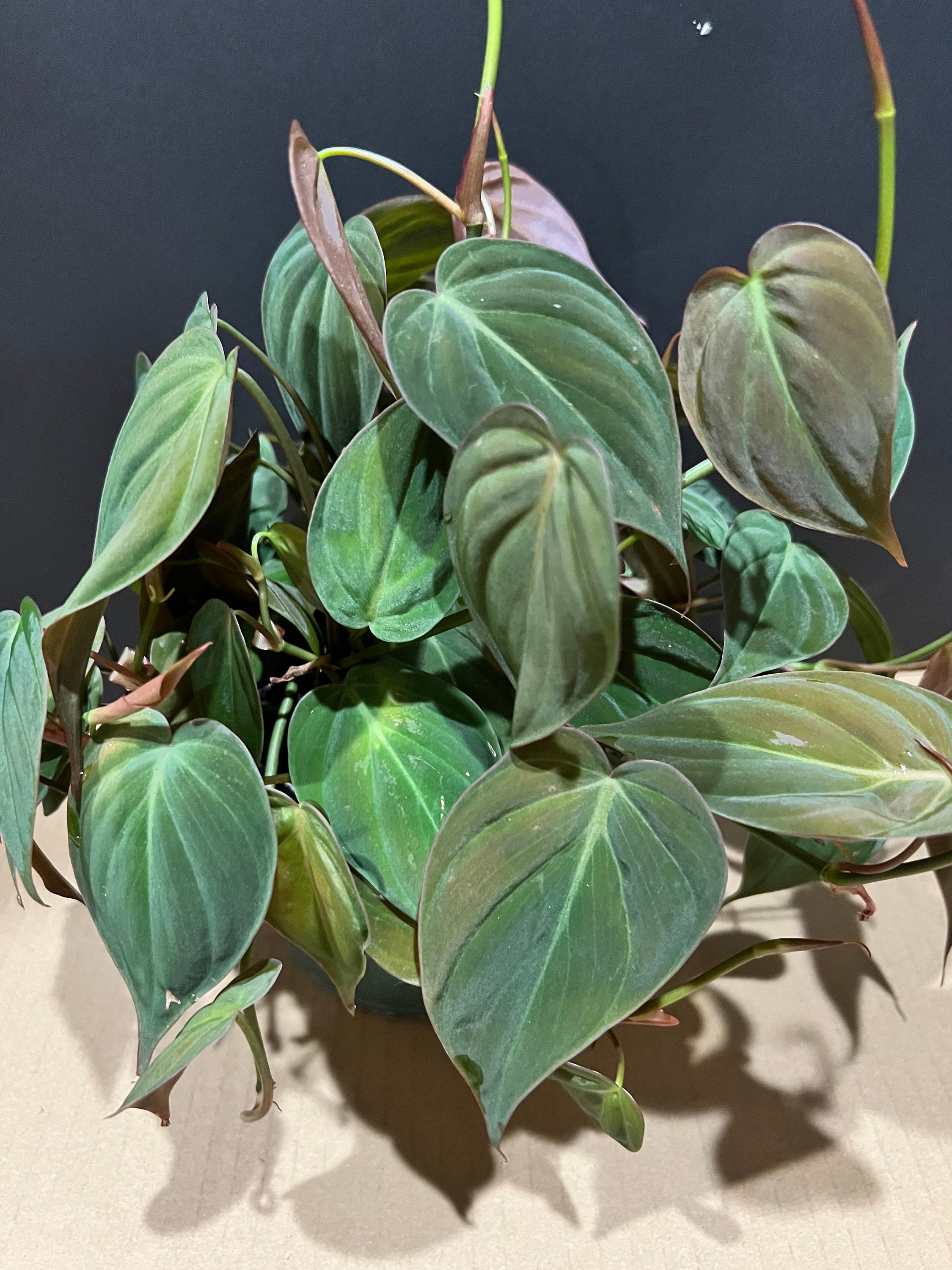 philodendron schottianum Philodendron spiritus sancti (Small Plant 4/5 Leaves, few roots) main image 1