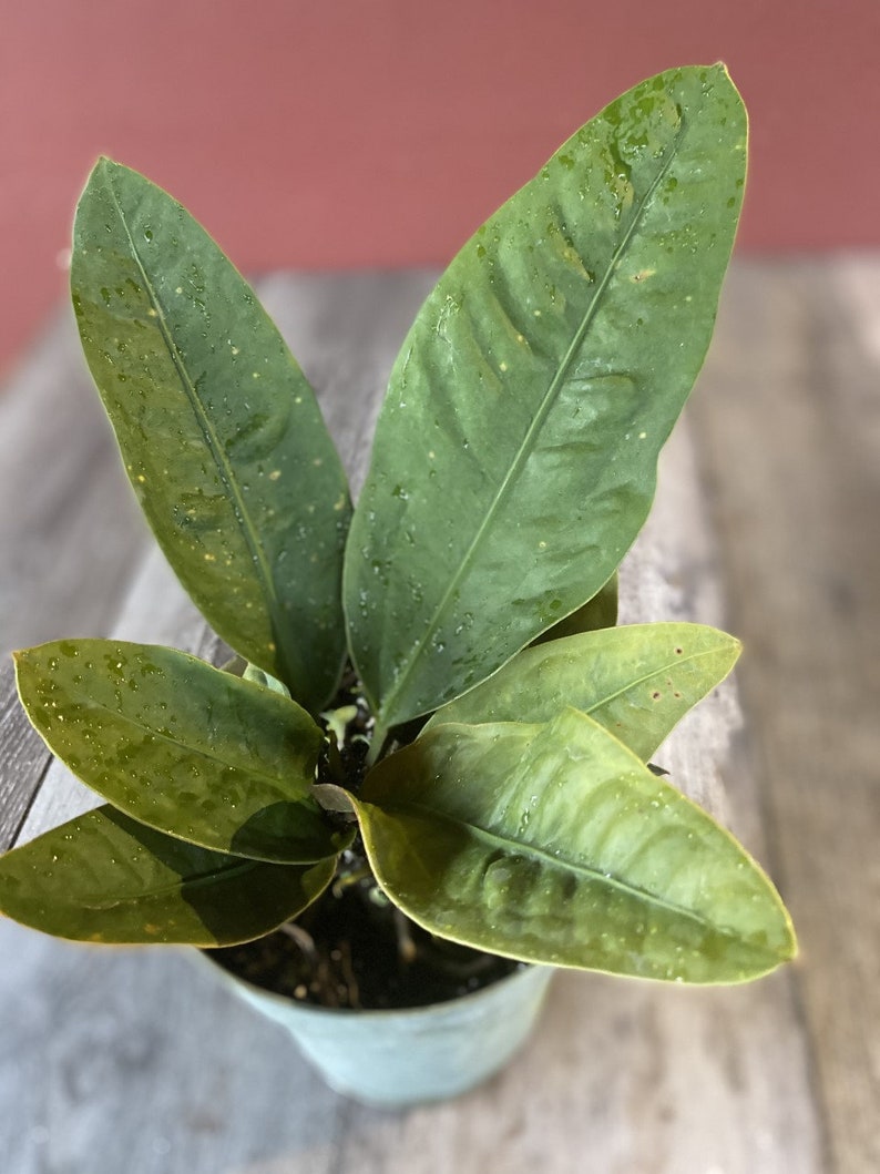 Anthurium Superbum Birds Nest Anthurium Live House Plant Etsy.de