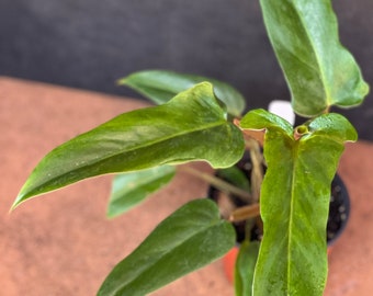 Philodendron Mexicanum in 6" Pot