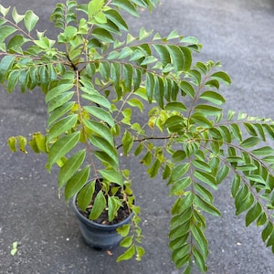 Curry Leaf Plant, Murraya Koenigii,  in 6&quot; Pot. No ship to Ca Tx Az AL or HI