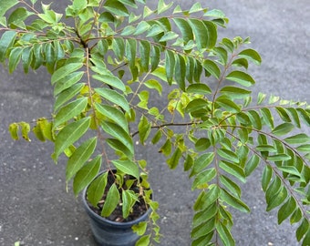 Curry Leaf Plant, Murraya Koenigii,  in 6&quot; Pot. No ship to Ca Tx Az AL or HI