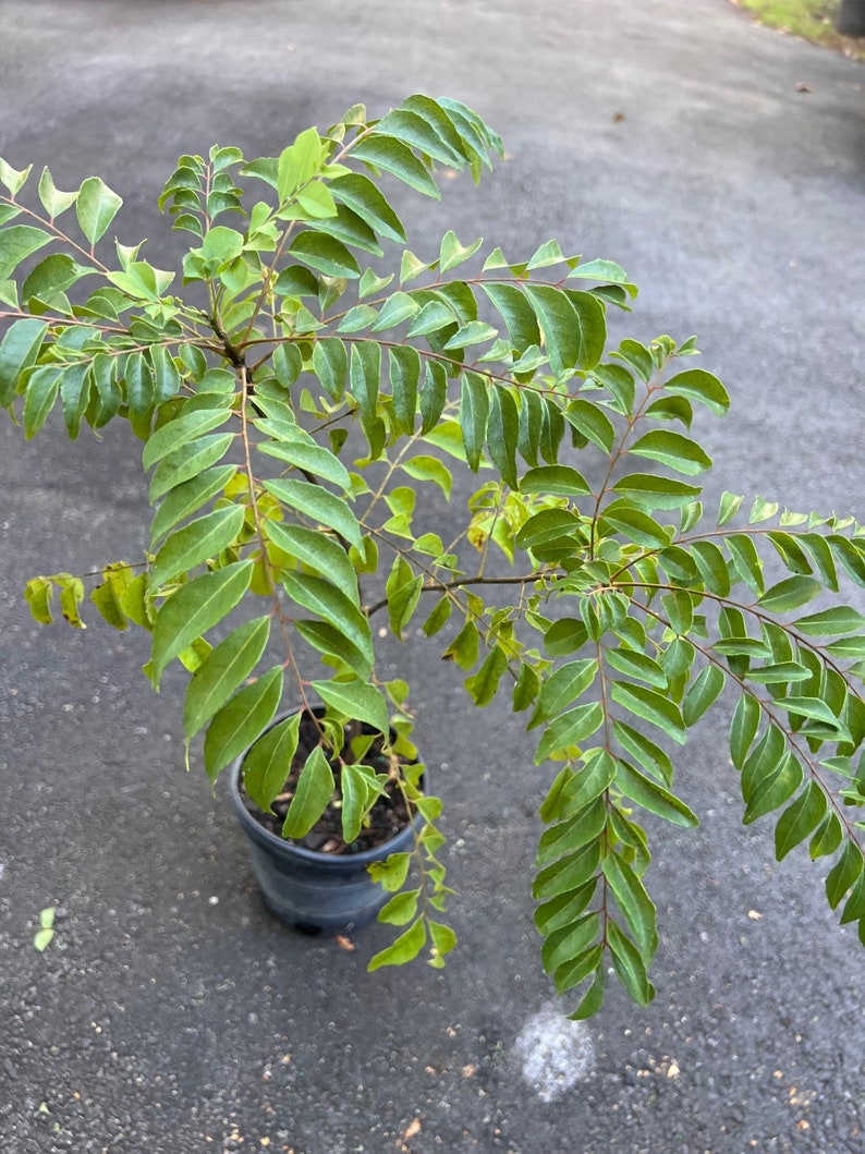 Puede incluir: Una planta de hojas de curry en maceta con hojas verdes exuberantes. La planta est&aacute; en una maceta de pl&aacute;stico negra y crece en grava gris oscura.