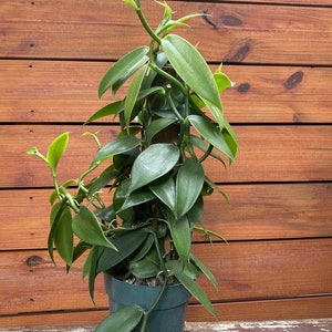 Large, Vanilla planifolia, vanilla bean orchid in 6" Totem