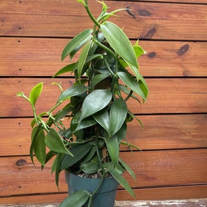 Large, Vanilla planifolia, vanilla bean orchid in 6&quot; Totem