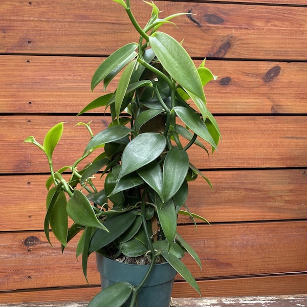 Vanilla Bean Plant Etsy