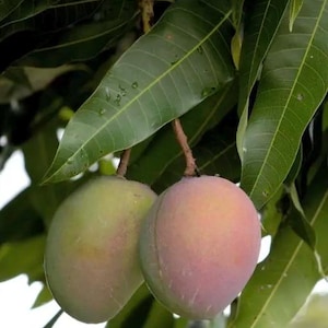 Grafted, Jakarta Mango in 1/2 Gallon