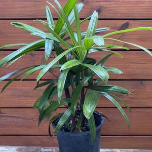 May include: A potted green palm plant with long, slender leaves. The plant is in a black plastic pot, set against a brown wooden background. The leaves are a vibrant green color.