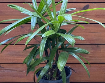 Rhapis Palm ,Lady Palm in 6"  Pot, Air Purifying Plant, indoor or outdoor