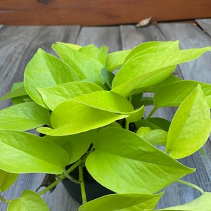 Neon Pothos in 6 pot, Top Indoor Air Purifier image 1