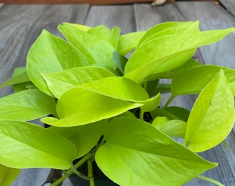 Neon Pothos in 6" pot, Top Indoor Air Purifier