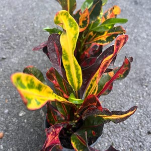 May include: A potted plant with vibrant red, yellow, and green leaves. The leaves are long and narrow, with a pointed tip. The plant is in a brown pot.