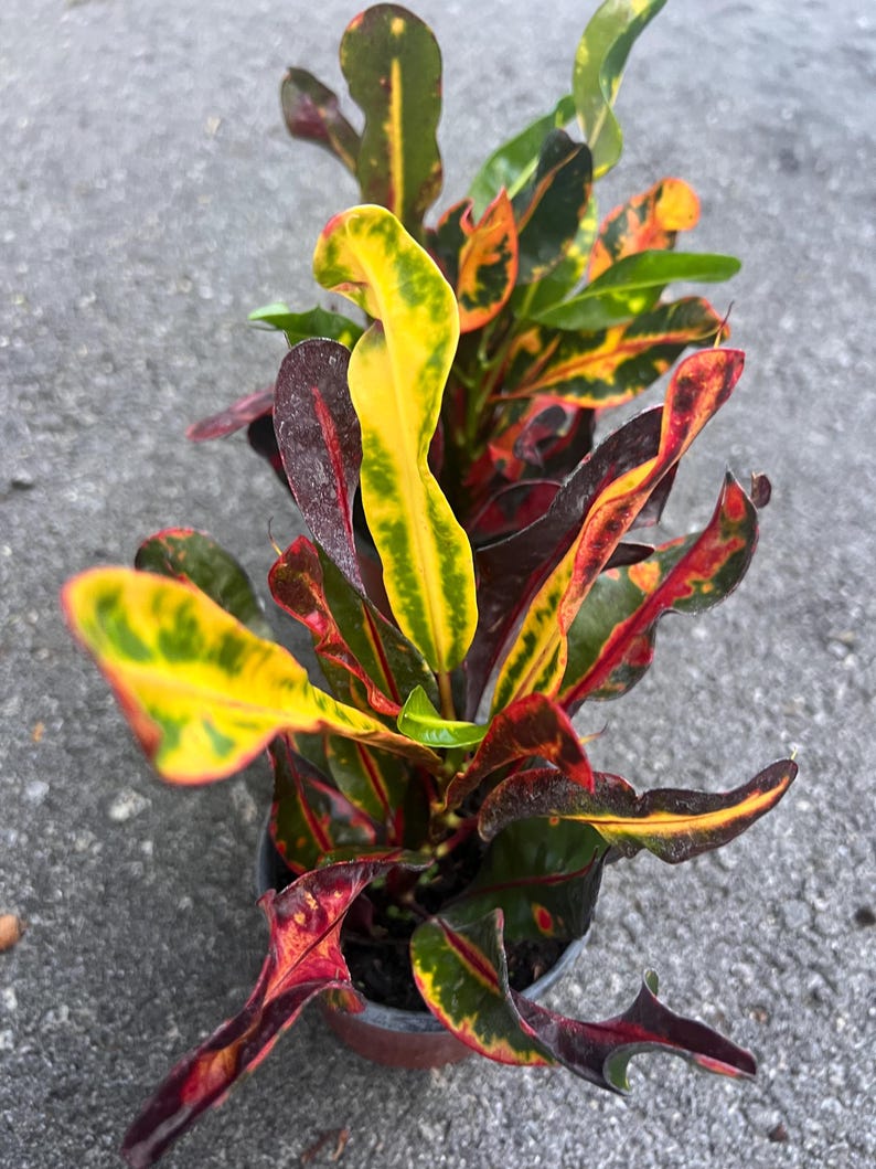 May include: A potted plant with vibrant red, yellow, and green leaves. The leaves are long and narrow, with a pointed tip. The plant is in a brown pot.