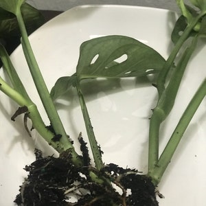 Monstera adansonii, One or Two Well Rooted starter plants image 4