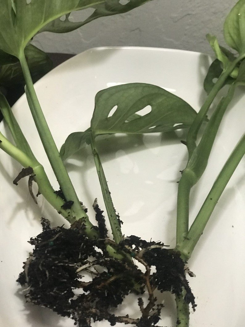 Monstera adansonii, One or Two Well Rooted starter plants image 4